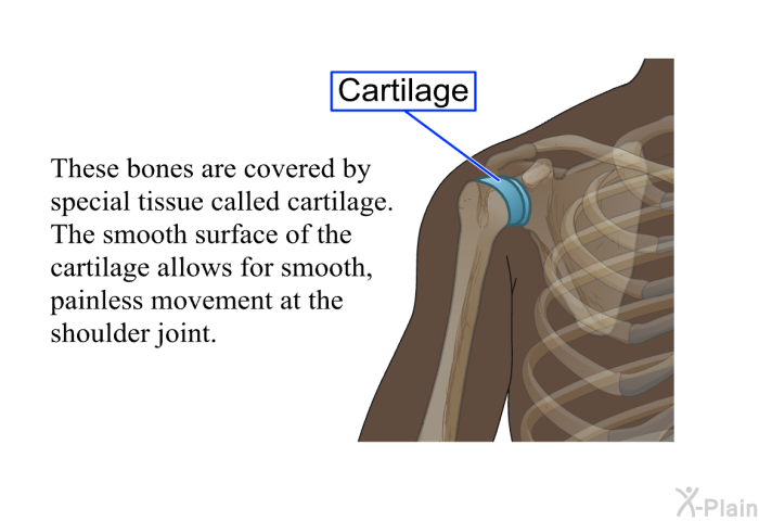 These bones are covered by special tissue called cartilage. The smooth surface of the cartilage allows for smooth, painless movement at the shoulder joint.