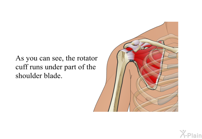As you can see, the rotator cuff runs under part of the shoulder blade.