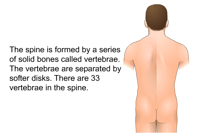 The spine is formed by a series of solid bones called vertebrae. The vertebrae are separated by softer disks. There are 33 vertebrae in the spine.