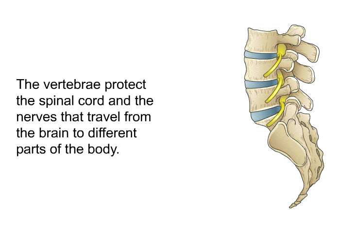 The vertebrae protect the spinal cord and the nerves that travel from the brain to different parts of the body.