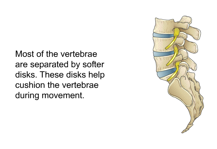 Most of the vertebrae are separated by softer disks. These disks help cushion the vertebrae during movement.