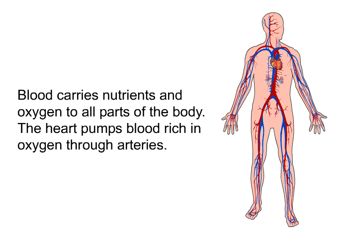 Blood carries nutrients and oxygen to all parts of the body. The heart pumps blood rich in oxygen through arteries.