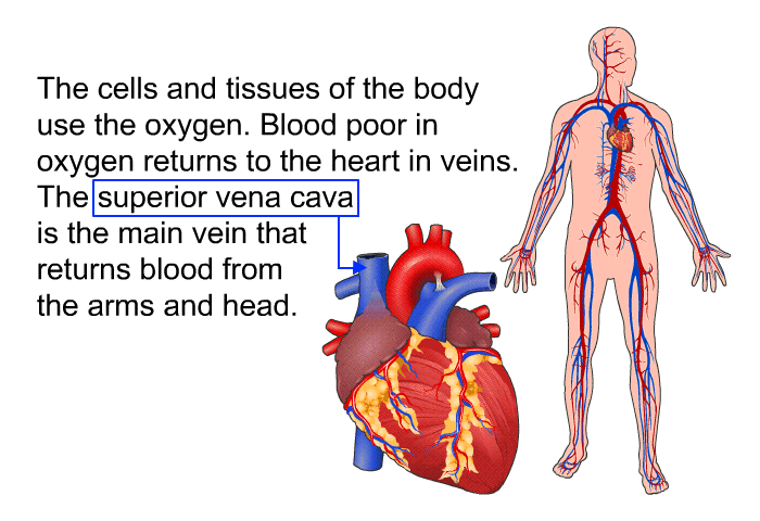 The cells and tissues of the body use the oxygen. Blood poor in oxygen returns to the heart in veins. The superior vena cava is the main vein that returns blood from the arms and head.