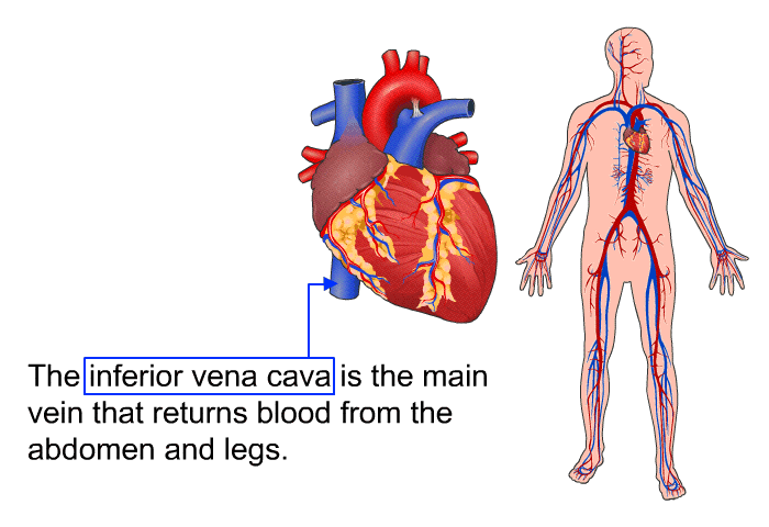 The inferior vena cava is the main vein that returns blood from the abdomen and legs.