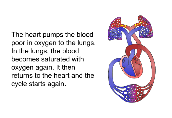 The heart pumps the blood poor in oxygen to the lungs. In the lungs, the blood becomes saturated with oxygen again. It then returns to the heart and the cycle starts again.