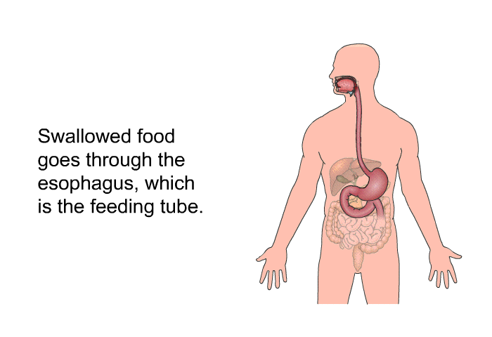 Swallowed food goes through the esophagus, which is the feeding tube.