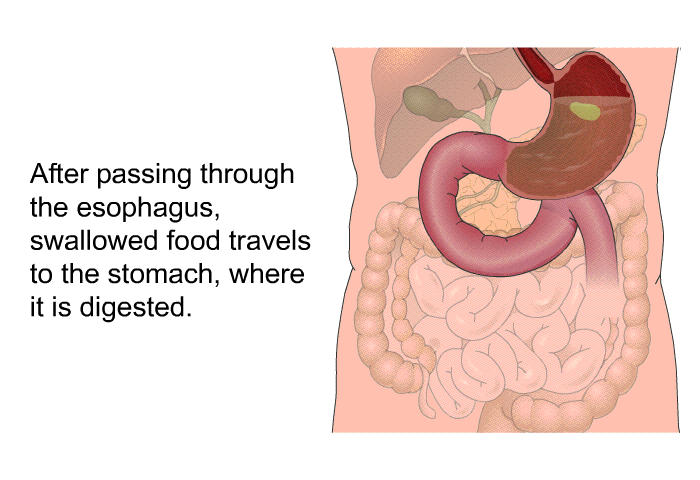 After passing through the esophagus, swallowed food travels to the stomach, where it is digested.