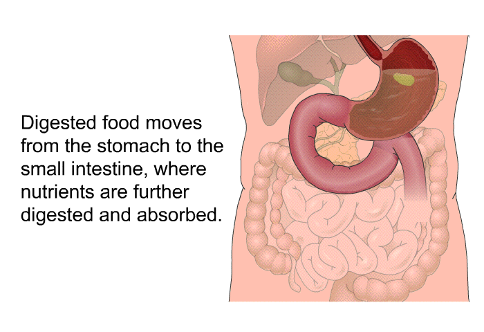 Digested food moves from the stomach to the small intestine, where nutrients are further digested and absorbed.