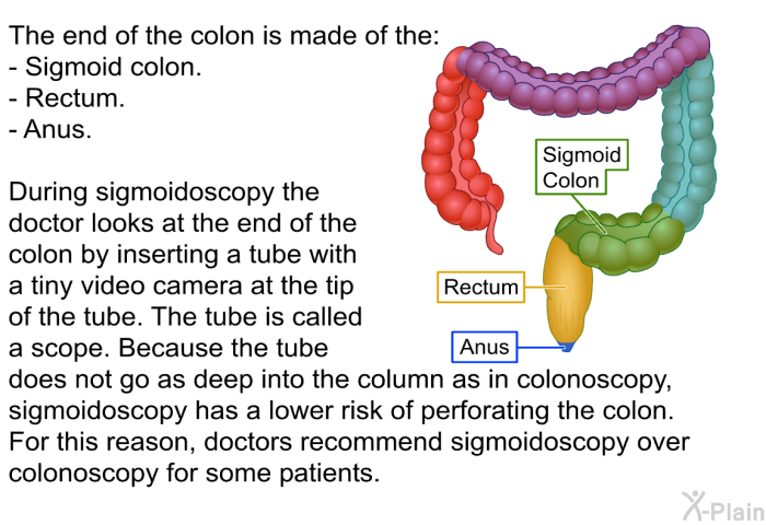 The end of the colon is made of the:  Sigmoid colon. Rectum. Anus.  
 During sigmoidoscopy the doctor looks at the end of the colon by inserting a tube with a tiny video camera at the tip of the tube. The tube is called a scope. Because the tube does not go as deep into the column as in colonoscopy, sigmoidoscopy has a lower risk of perforating the colon. For this reason, doctors recommend sigmoidoscopy over colonoscopy for some patients.