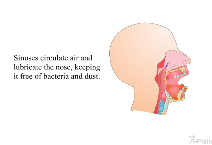 Sinuses circulate air and lubricate the nose, keeping it free of bacteria and dust.