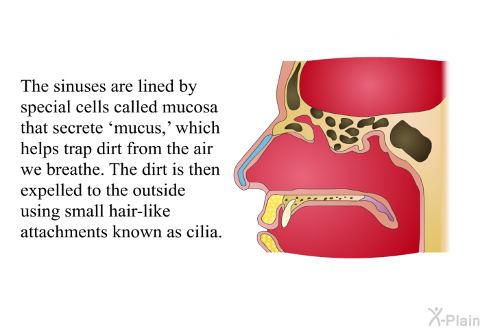 The sinuses are lined by special cells called mucosa that secrete  mucus,' which helps trap dirt from the air we breathe. The dirt is then expelled to the outside using small hair-like attachments known as cilia.