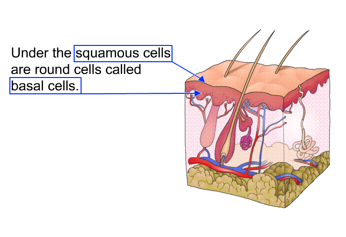 Under the squamous cells are round cells called basal cells.