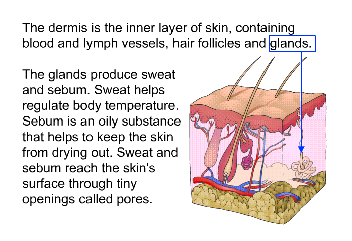 The dermis is the inner layer of skin, containing blood and lymph vessels, hair follicles and glands. The glands produce sweat, which helps regulate body temperature and <I>sebum</I>. Sebum is an oily substance that helps keep the skin from drying out. Sweat and sebum reach the skin's surface through tiny openings called pores.