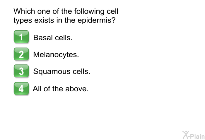 Which one of the following cell types exists in the epidermis?  Basal cells. Melanocytes. Squamous cells. All of the above.