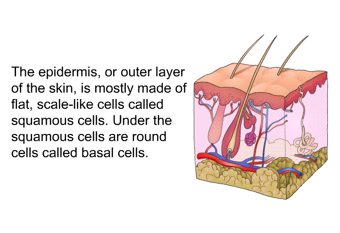 The epidermis, or outer layer of the skin, is mostly made of flat, scale-like cells called squamous cells. Under the squamous cells are round cells called basal cells.