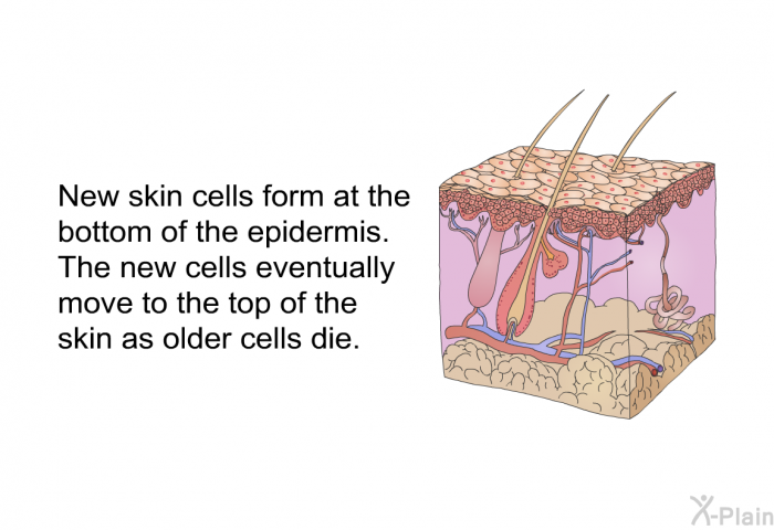 New skin cells form at the bottom of the epidermis. The new cells eventually move to the top of the skin as older cells die.
