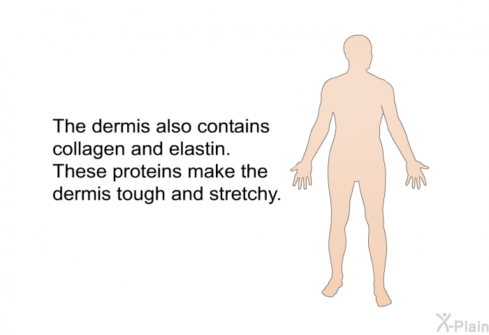 The dermis also contains collagen and elastin. These proteins make the dermis tough and stretchy.