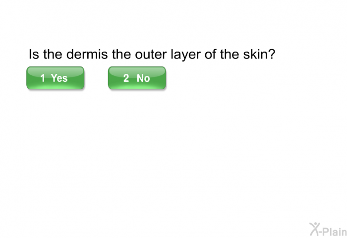 Is the dermis the outer layer of the skin? Select Yes or No.