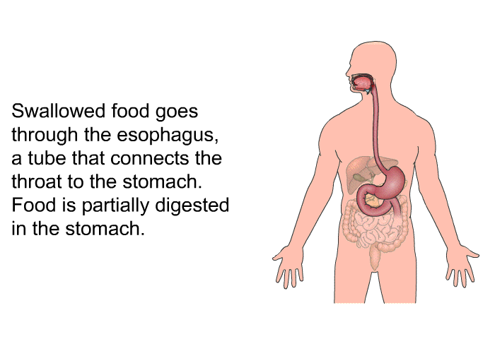 Swallowed food goes through the esophagus, a tube that connects the throat to the stomach. Food is partially digested in the stomach.