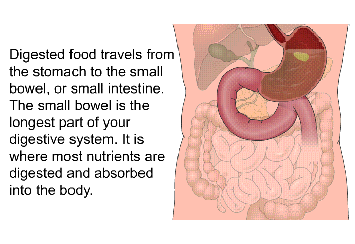 Digested food travels from the stomach to the small bowel, or small intestine. The small bowel is the longest part of your digestive system. It is where most nutrients are digested and absorbed into the body.