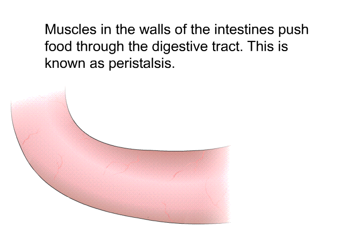 Muscles in the walls of the intestines push food through the digestive tract. This is known as peristalsis.