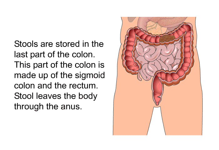 Stools are stored in the last part of the colon. This part of the colon is made up of the sigmoid colon and the rectum. Stool leaves the body through the anus.