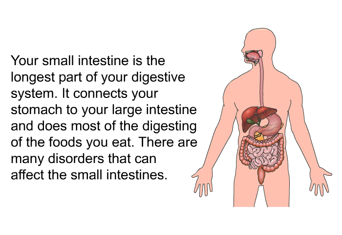 Your small intestine is the longest part of your digestive system. It connects your stomach to your large intestine and does most of the digesting of the foods you eat. There are many disorders that can affect the small intestines.