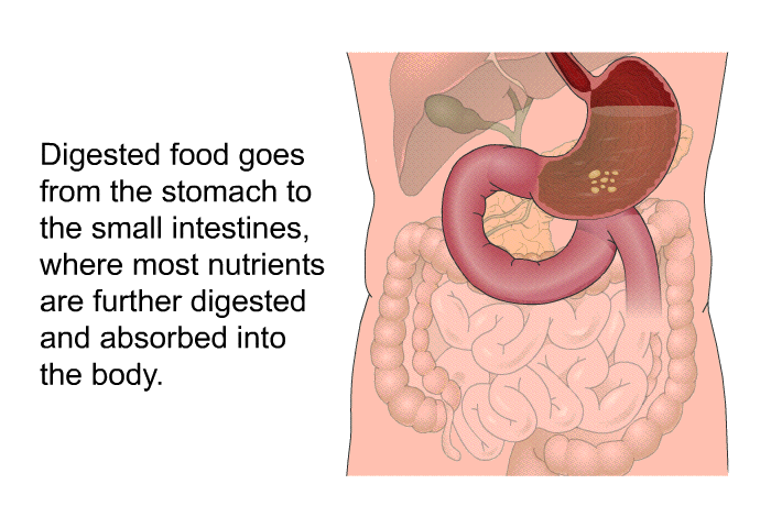 Digested food goes from the stomach to the small intestines, where most nutrients are further digested and absorbed into the body.