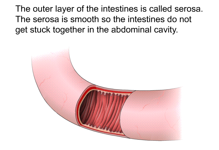 The outer layer of the intestines is called serosa. The serosa is smooth so the intestines do not get stuck together in the abdominal cavity.