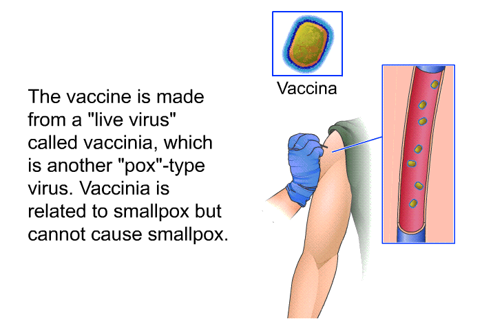 The vaccine is made from a live virus called vaccinia, which is another pox-type virus. Vaccinia is related to smallpox but cannot cause smallpox.
