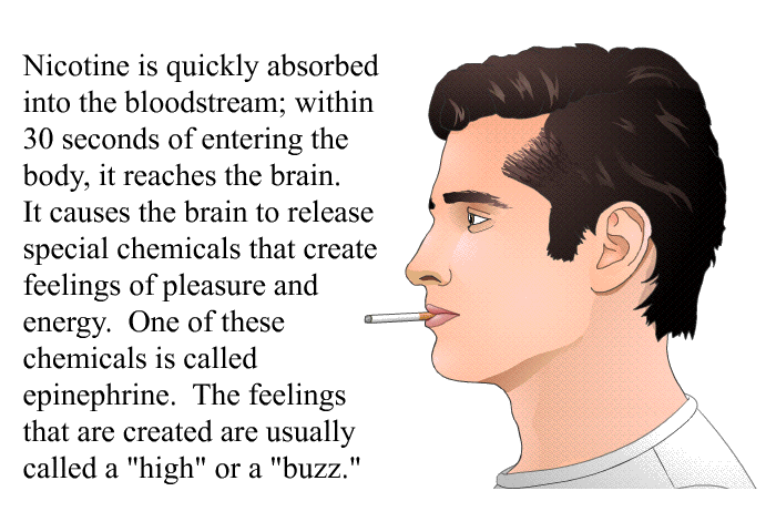 Nicotine is quickly absorbed into the bloodstream; within 30 seconds of entering the body, it reaches the brain. It causes the brain to release special chemicals that create feelings of pleasure and energy. One of these chemicals is called epinephrine. The feelings that are created are usually called a “high” or a “buzz”.