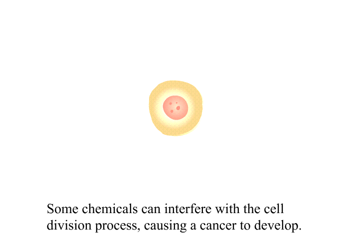 Some chemicals can interfere with the cell division process, causing a cancer to develop.