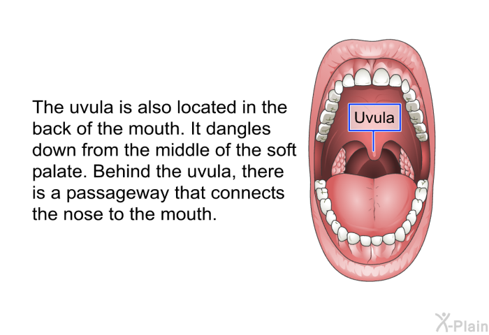 The uvula is also located in the back of the mouth. It dangles down from the middle of the soft palate. Behind the uvula, there is a passageway that connects the nose to the mouth.