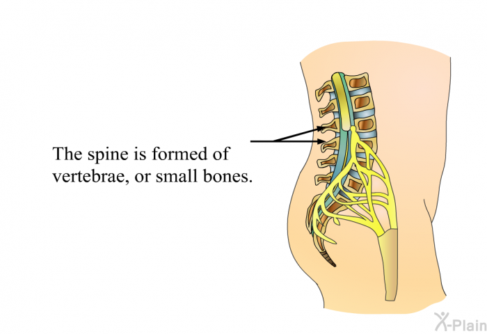 The spine is formed of vertebrae, or small bones.