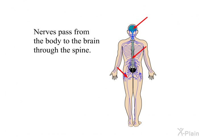 Nerves pass from the body to the brain through the spine.