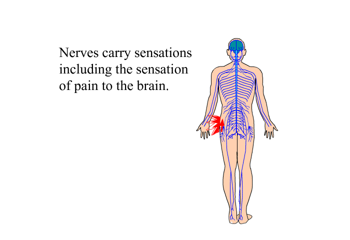 They carry sensations, including the sensation of pain to the brain.