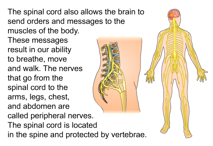 The spinal cord also allows the brain to send orders and messages to the muscles of the body. These messages result in our ability to breathe, move and walk. The nerves that go from the spinal cord to the arms, legs, chest, and abdomen are called peripheral nerves. The spinal cord is located in the spine and protected by vertebrae.