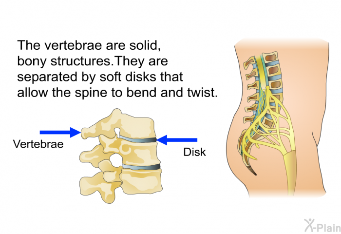 The vertebrae are solid, bony structures. They are separated by soft disks that allow the spine to bend and twist.