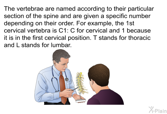 The vertebrae are named according to their particular section of the spine and are given a specific number depending on their order. For example, the 1<SUP>st</SUP> cervical vertebra is C1: C for cervical and 1 because it is in the first cervical position. T stands for thoracic and L stands for lumbar.