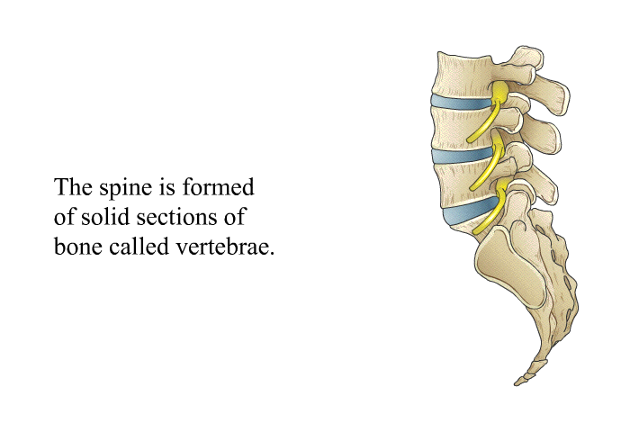 The spine is formed of solid sections of bone called vertebrae.