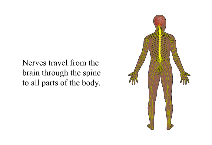 Nerves travel from the brain through the spine to all parts of the body.