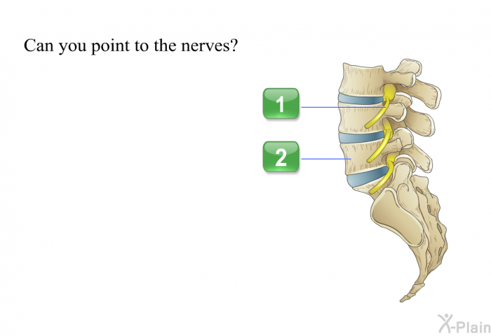 Can you point to the nerves?