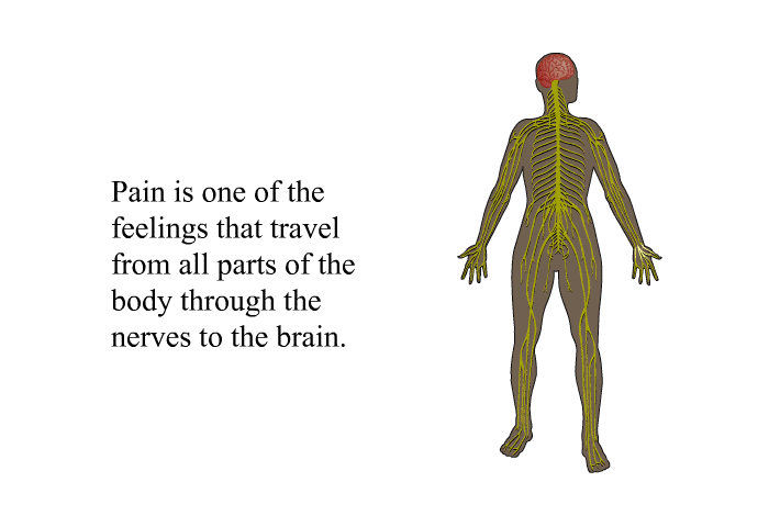 Pain is one of the feelings that travel from all parts of the body through the nerves to the brain.