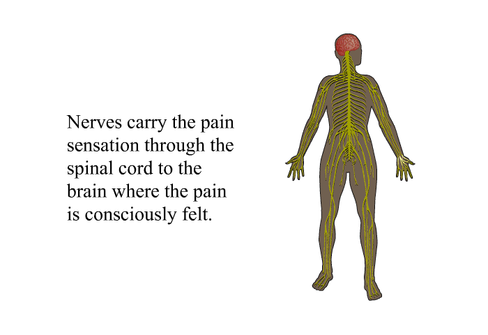 Nerves carry the pain sensation through the spinal cord to the brain where the pain is consciously felt.