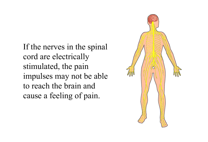 If the nerves in the spinal cord are electrically stimulated, the pain impulses may not be able to reach the brain and cause a feeling of pain.