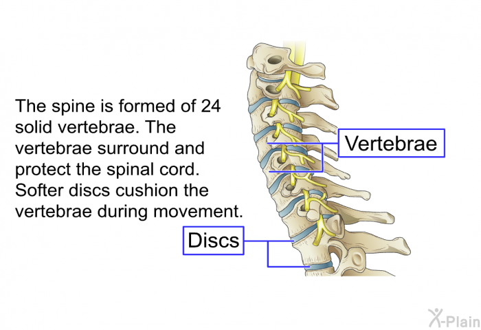 The spine is formed of 24 solid vertebrae. The vertebrae surround and protect the spinal cord. Softer discs cushion the vertebrae during movement.