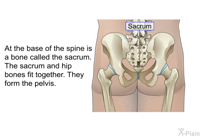 At the base of the spine is a bone called the sacrum. The sacrum and hip bones fit together. They form the pelvis.