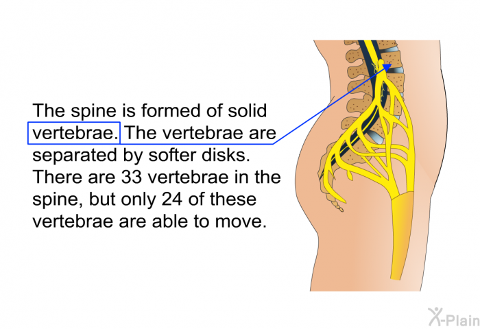The spine is formed of solid vertebrae. The vertebrae are separated by softer disks. There are 33 vertebrae in the spine, but only 24 of these vertebrae are able to move.