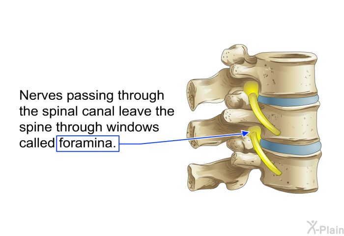Nerves passing through the spinal canal leave the spine through windows called foramina.