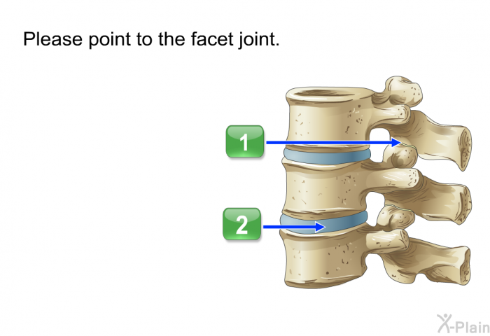 Please point to the facet joint.